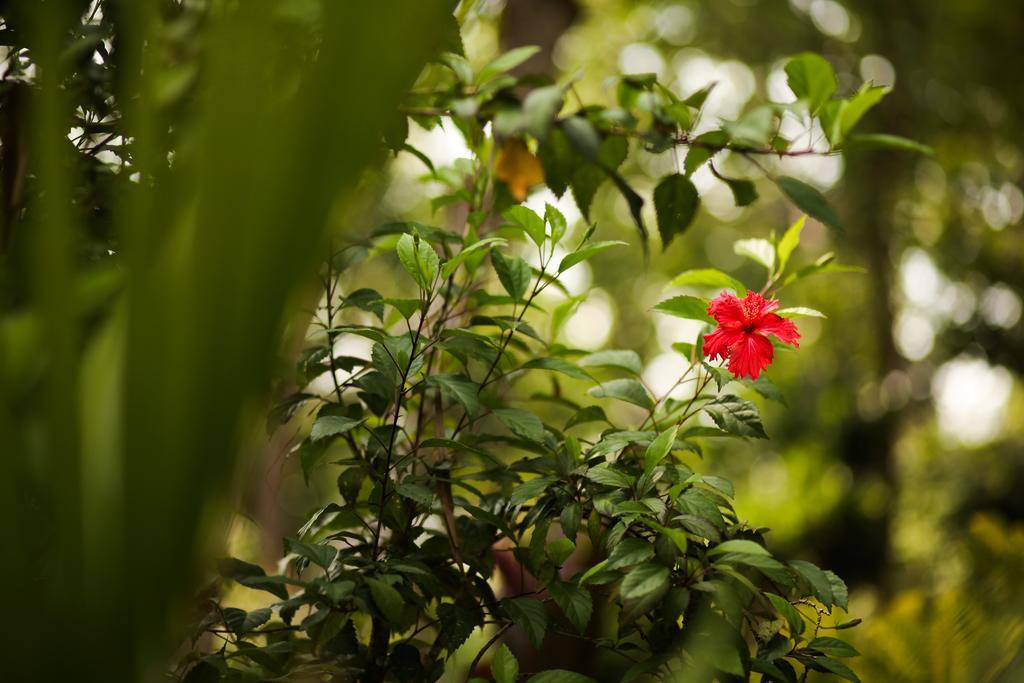 Whispering House Villa Tangalle Luaran gambar
